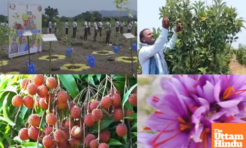 Apple farming in Ktaka, saffron in Kerala: PM Modi showcases Indias green success stories