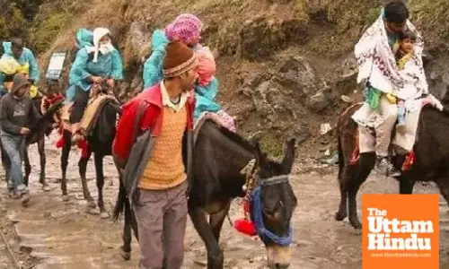 Devotee Alert: No Horse or Mule Operations Allowed in Kedarnath Yatra This Year