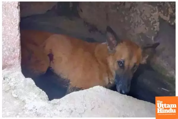 Outraged by Dog Bite, Kasganj Man Shoots Animal Dead with Licensed Firearm Outraged by Dog Bite, Kasganj Man Shoots Animal Dead with Licensed Firearm