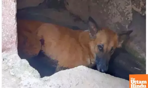 Outraged by Dog Bite, Kasganj Man Shoots Animal Dead with Licensed Firearm
