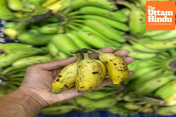 60 pc of banana growing areas hit by climate change globally; calls for more support to farmers 60 pc of banana growing areas hit by climate change globally; calls for more support to farmers