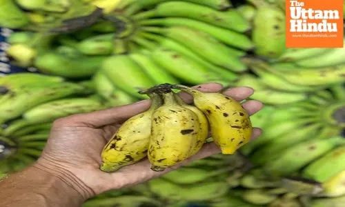 60 pc of banana growing areas hit by climate change globally; calls for more support to farmers
