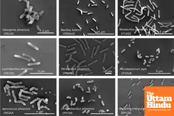 26 new bacterial species in NASA cleanrooms to hold clues to space survival 26 new bacterial species in NASA cleanrooms to hold clues to space survival