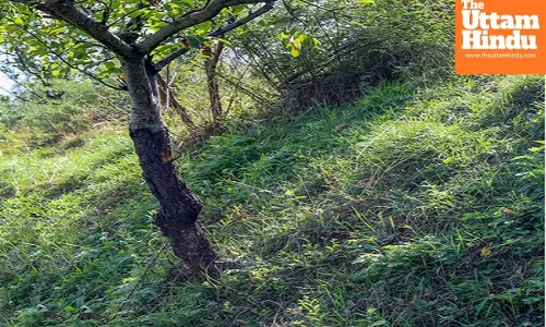 India among worlds few countries to record rise in forest cover