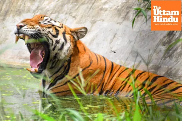 Tribal man killed in second tiger attack within fortnight in MPs Balaghat Tribal man killed in second tiger attack within fortnight in MPs Balaghat
