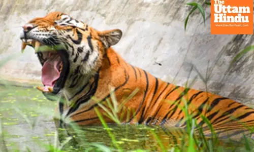 Tribal man killed in second tiger attack within fortnight in MPs Balaghat