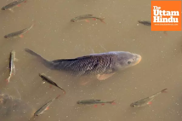 Centre to set up 4 integrated aquaparks in northeast to boost fish production Centre to set up 4 integrated aquaparks in northeast to boost fish production