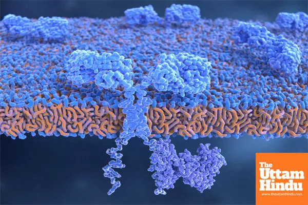 Study shows ageing can reduce effectiveness of CAR-T cell cancer therapy Study shows ageing can reduce effectiveness of CAR-T cell cancer therapy