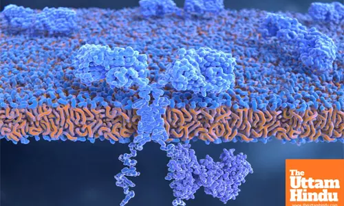 Study shows ageing can reduce effectiveness of CAR-T cell cancer therapy