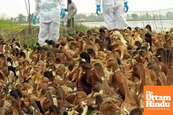 Infectious animal diseases migrating to new species, about half raise threat to humans: Report Infectious animal diseases migrating to new species, about half raise threat to humans: Report