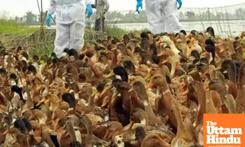 Infectious animal diseases migrating to new species, about half raise threat to humans: Report