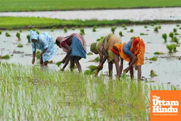 Cabinet Approves ₹69 per quintal Increase in Paddy MSP for Kharif Season; Know the Major Decisions taken Cabinet Approves ₹69 per quintal Increase in Paddy MSP for Kharif Season; Know the Major Decisions taken