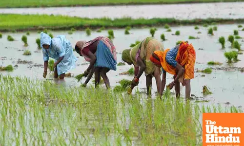 Cabinet Approves ₹69 per quintal Increase in Paddy MSP for Kharif Season; Know the Major Decisions taken