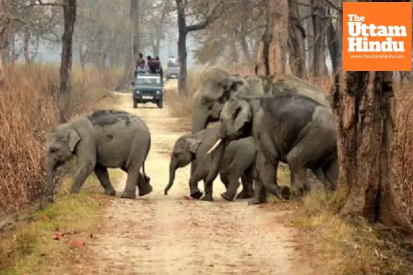Assam Launches ‘Gaja Mitra’ Initiative to Curb Rising Human-Elephant Conflict Assam Launches ‘Gaja Mitra’ Initiative to Curb Rising Human-Elephant Conflict
