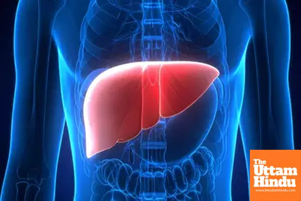 Study shows how plastic particles in food, beverages can harm your liver