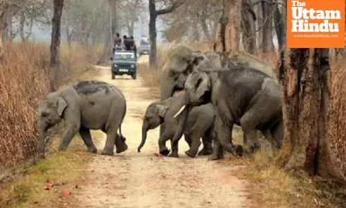 Assam Launches ‘Gaja Mitra’ Initiative to Curb Rising Human-Elephant Conflict