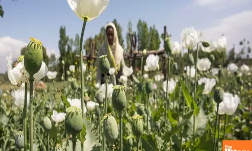Will Punjab Grow Opium? Govts Major Announcement Ends Speculation