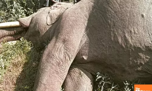 Nature’s Loss: Elephant Duo, Including Calf, Found Dead in  Karnataka