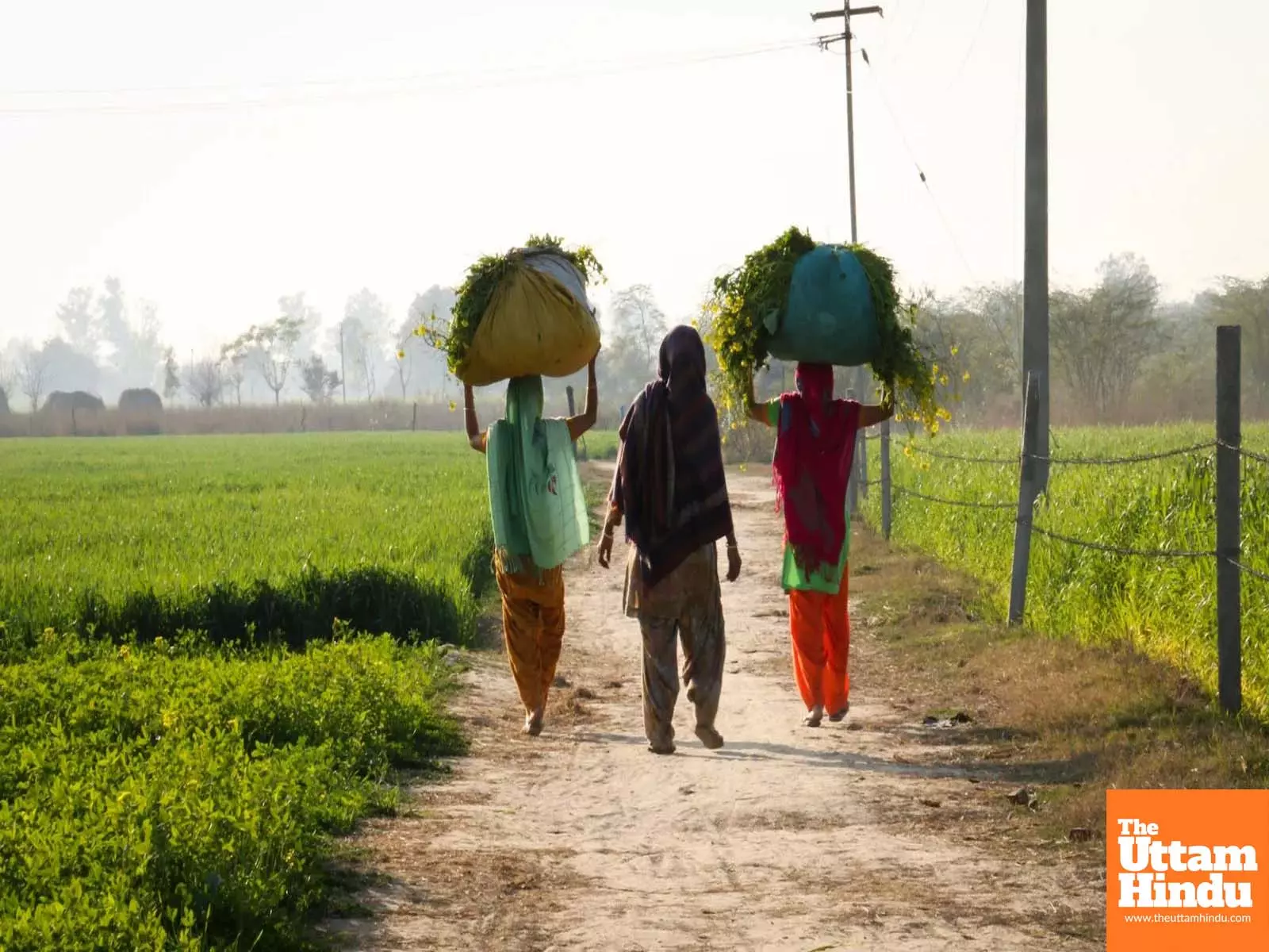 TN farmers rejoice as ‘Mother Cauvery’ arrives, to meet Kuruvai paddy cultivation target TN farmers rejoice as ‘Mother Cauvery’ arrives, to meet Kuruvai paddy cultivation target