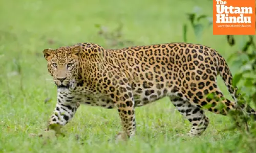 Leopard Drags Away 6-Year-Old Girl in Front of Her Mother, What Happened Next Is Terrifying