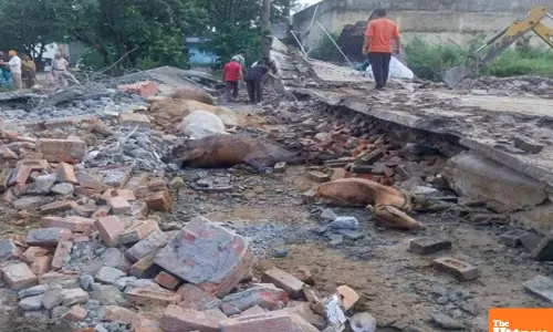 Tragedy in Punjab: 35 Cows Die Suddenly in Cowshed, Panic Grips Area