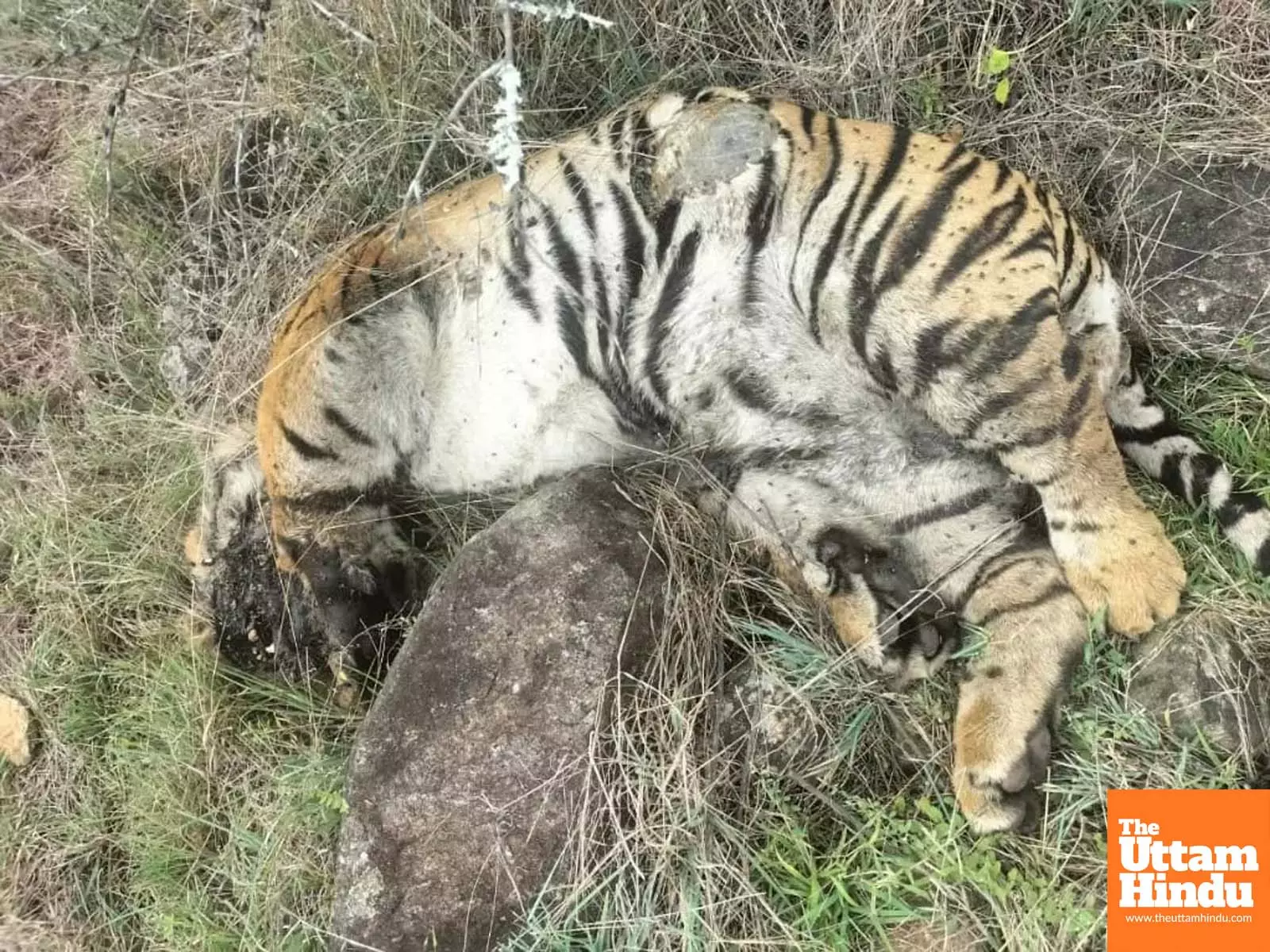 Death of 5 tigers: Two arrested for poisoning big cats in revenge for cows killing Death of 5 tigers: Two arrested for poisoning big cats in revenge for cows killing