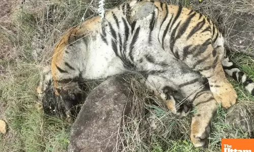 Death of 5 tigers: Two arrested for poisoning big cats in revenge for cows killing