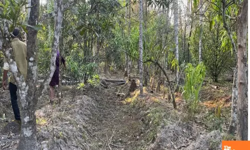 Centre issues model rules to states/UTs to aid ease of doing business in agroforestry