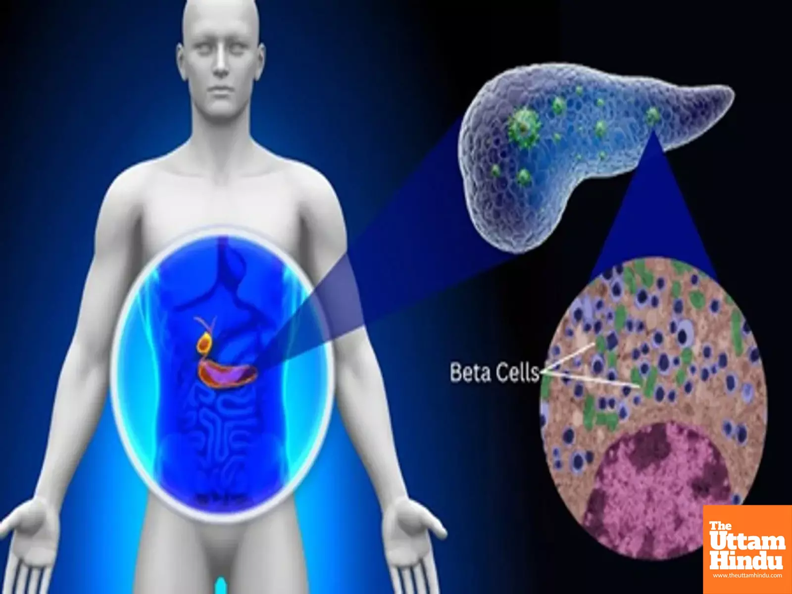 IIT Bombay study finds protein abundant in human body worsening diabetes IIT Bombay study finds protein abundant in human body worsening diabetes
