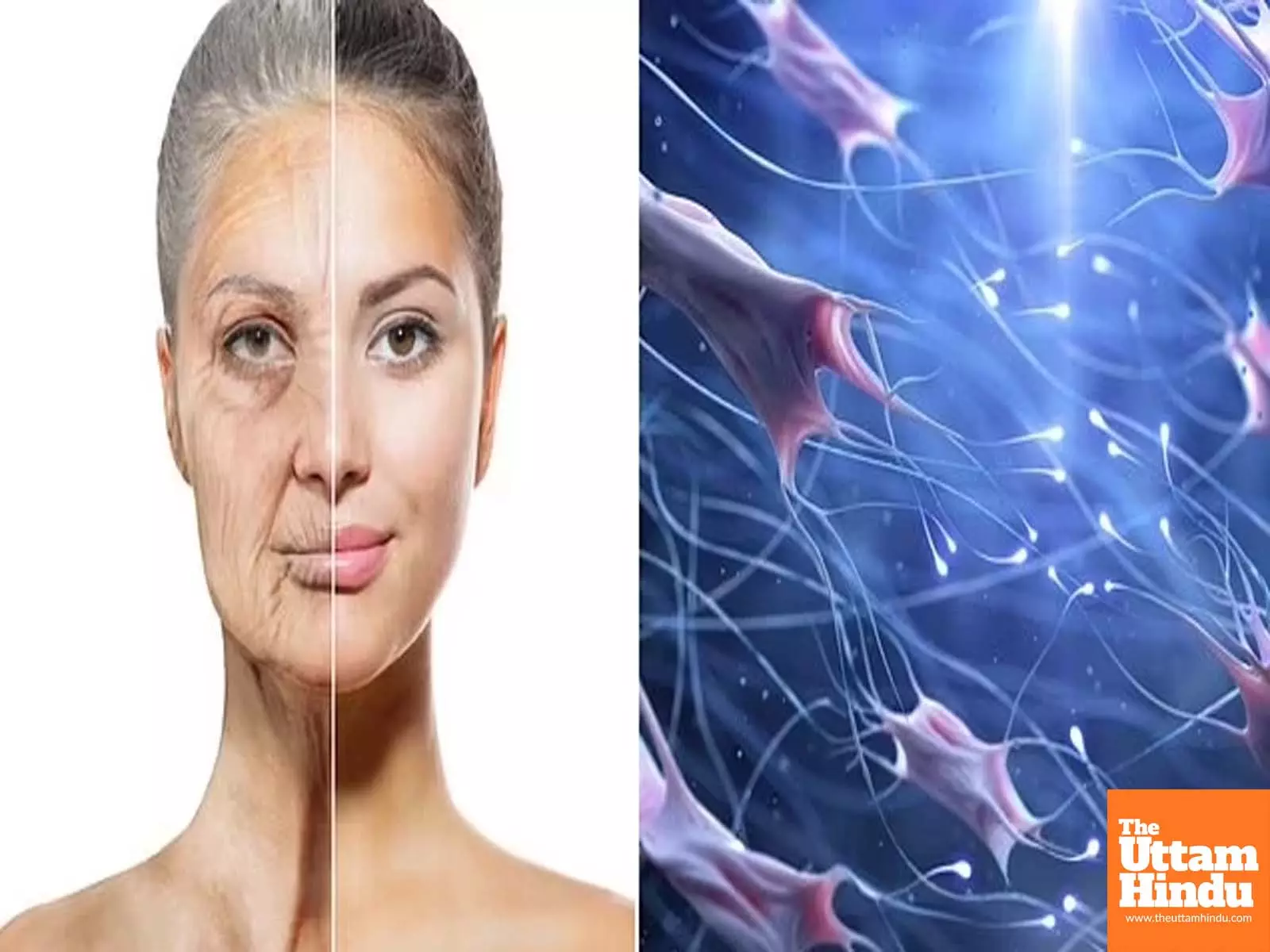 Australian scientists discover proteins that could help fight cancer, slow ageing Australian scientists discover proteins that could help fight cancer, slow ageing