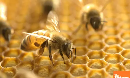 Honeybee Venom Found to Kill Aggressive Breast Cancer Cells in Lab Tests