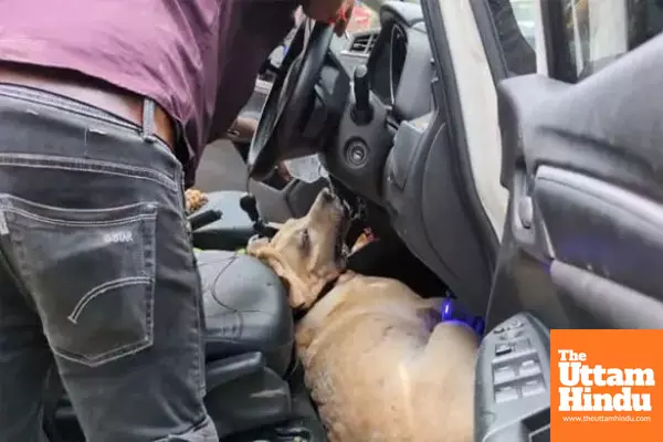 Heartbreaking Video: Pet Dog Dies After Being Left by the Owners in Locked Car Heartbreaking Video: Pet Dog Dies After Being Left by the Owners in Locked Car