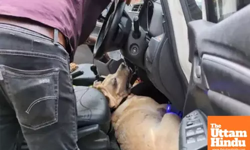 Heartbreaking Video: Pet Dog Dies After Being Left by the Owners in Locked Car