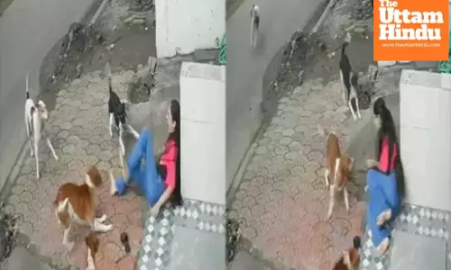 Indore Horror: Student Brutally Mauled by Pack of Stray Dogs on Way to Exam, CCTV Footage Goes Viral