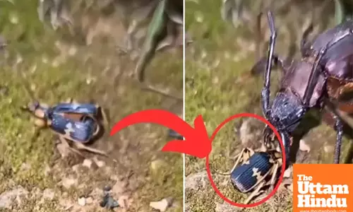Meet the Insect that Unleashes a 100°C Boiling Blast: Watch its Shocking Defense Mechanism in VIDEO