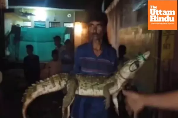 Heavy Rains Push Crocodiles Onto City Streets, Locals Tie and Click Selfies Before Rescue Heavy Rains Push Crocodiles Onto City Streets, Locals Tie and Click Selfies Before Rescue