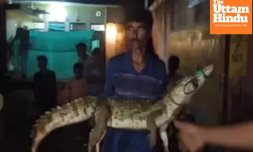 Heavy Rains Push Crocodiles Onto City Streets, Locals Tie and Click Selfies Before Rescue
