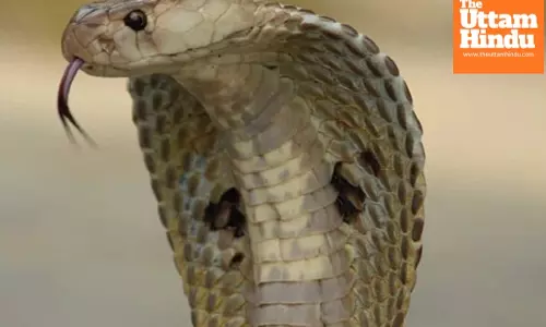 Man Chews Deadly Cobra Snake Live While Drunk, Walks Away from Death