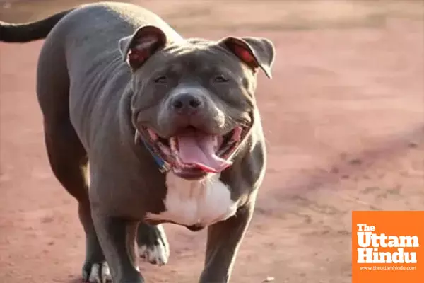 Uncle Save Me! Man Laughs as Pitbull Attacks Child, Video Sparks Outrage Uncle Save Me! Man Laughs as Pitbull Attacks Child, Video Sparks Outrage