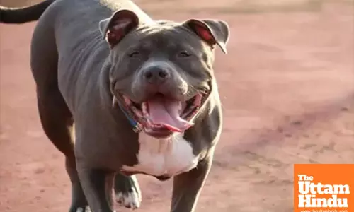 Uncle Save Me!  Man Laughs as Pitbull Attacks Child, Video Sparks Outrage