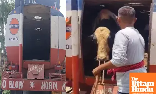 Smuggling on Wheels: 9 Cows Found Hidden in Oil Tanker, 2 Held Absconding, Watch Video