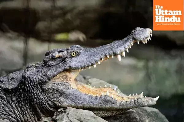 “I Won’t Let Anything Happen to Papa” –10-Year-Old Boy Saves Father from Crocodile Attack “I Won’t Let Anything Happen to Papa” –10-Year-Old Boy Saves Father from Crocodile Attack