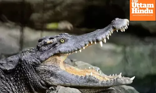 “I Won’t Let Anything Happen to Papa” –10-Year-Old Boy Saves Father from Crocodile Attack