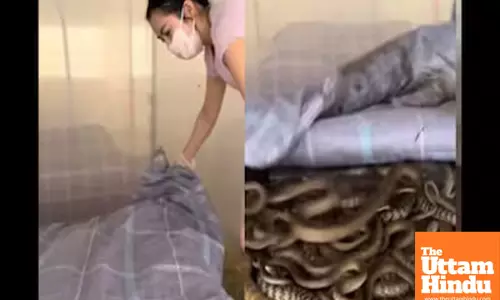 Sssssurprise! Womans Bedroom Turns into Snake Sanctuary in China, Watch VIDEO
