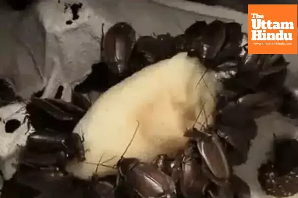 Move Over Cow and Mother’s Milk — Cockroach Milk Found to Be 3 Times More Nutritious