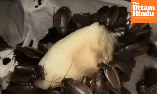 Move Over Cow and Mother’s Milk — Cockroach Milk Found to Be 3 Times More Nutritious