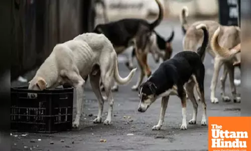 Supreme Court May Reconsider Order to Remove Stray Dogs from Delhi-NCR, CGI to Review Decision