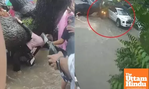 Watch Video: 100-Year-Old Tree Crashes in South Delhi During Rain — Biker Crushed to Death, Woman Badly Injured