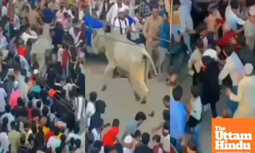 Uncontrolled Bull Tramples People in Sambhal Procession: Many Injured, Police Flee