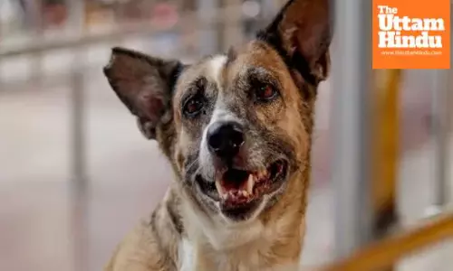 Now stray dogs under watch: GPS collars to monitor location and activity